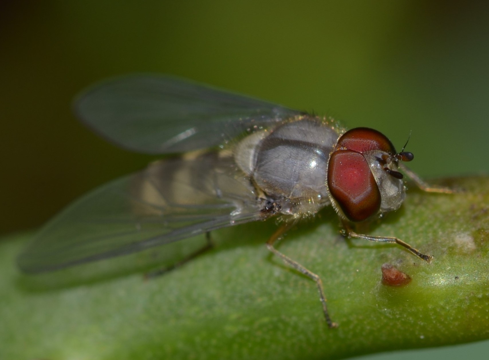 dittero albino